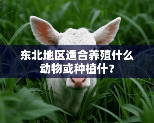 东北地区适合养殖什么动物或种植什？