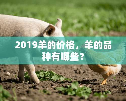 2019羊的价格，羊的品种有哪些？