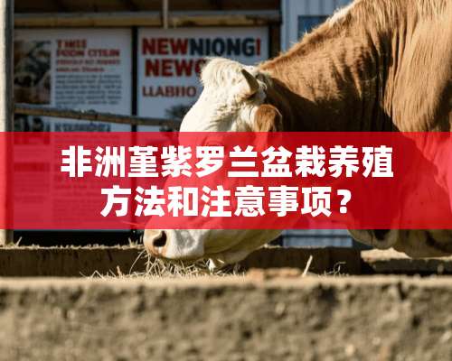 非洲堇紫罗兰盆栽养殖方法和注意事项？