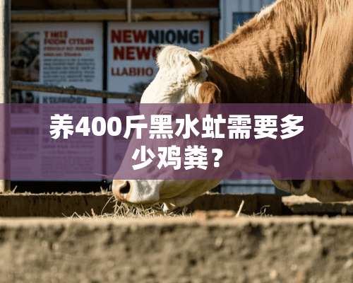 养400斤黑水虻需要多少鸡粪？