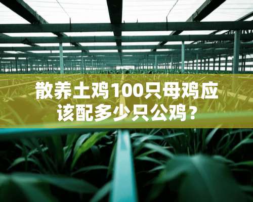 散养土鸡100只母鸡应该配多少只公鸡？