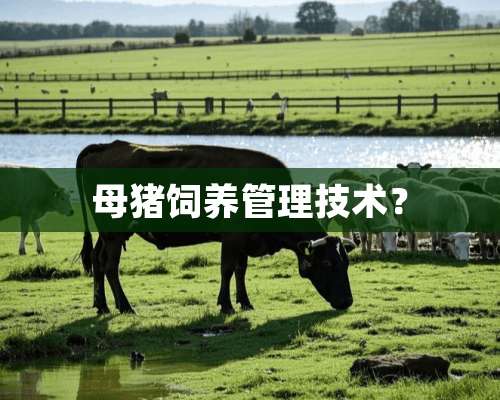 母猪饲养管理技术？