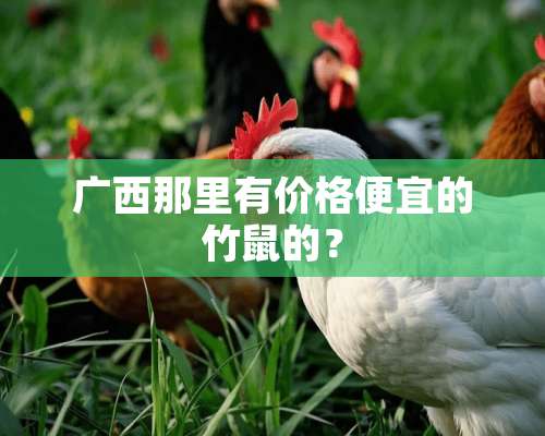 广西那里有价格便宜的竹鼠的？