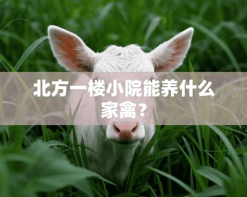 北方一楼小院能养什么家禽？