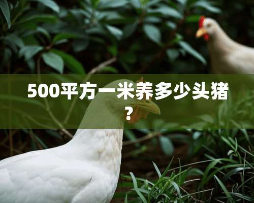 500平方一米养多少头猪？