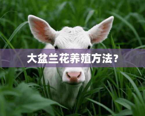 大盆兰花养殖方法？