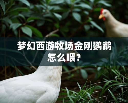 梦幻西游牧场金刚鹦鹉怎么喂？