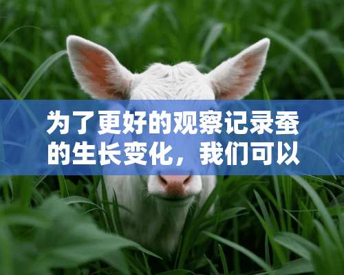 为了更好的观察记录蚕的生长变化，我们可以利用什么什么等工具？