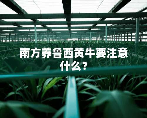 南方养鲁西黄牛要注意什么？