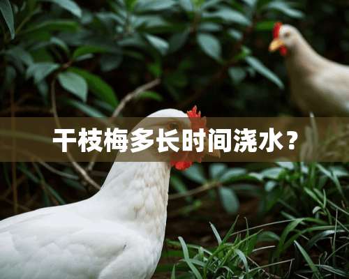 干枝梅多长时间浇水？