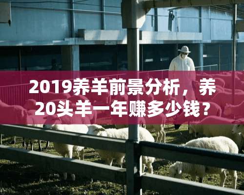 2019养羊前景分析，养20头羊一年赚多少钱？