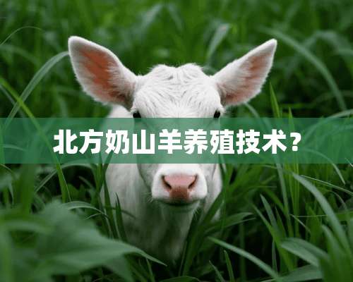 北方奶山羊养殖技术？