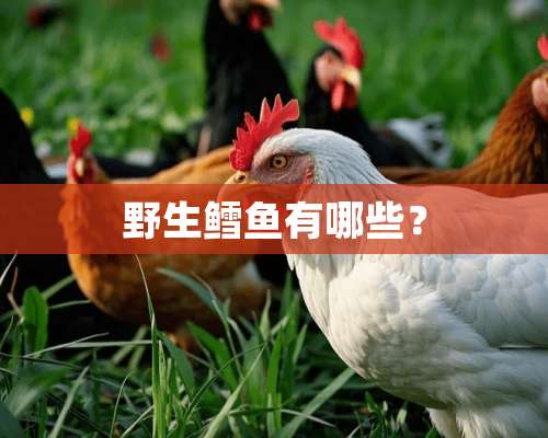 野生鳕鱼有哪些？