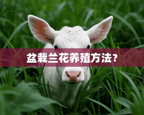 盆栽兰花养殖方法？