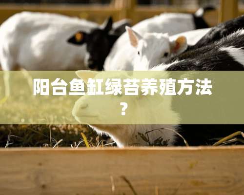 阳台鱼缸绿苔养殖方法？