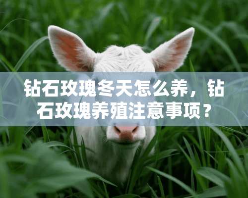 钻石玫瑰冬天怎么养，钻石玫瑰养殖注意事项？