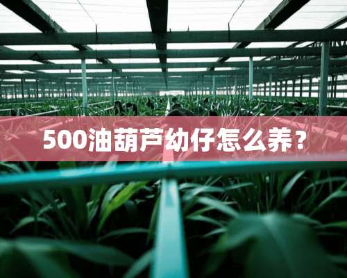 500油葫芦幼仔怎么养？