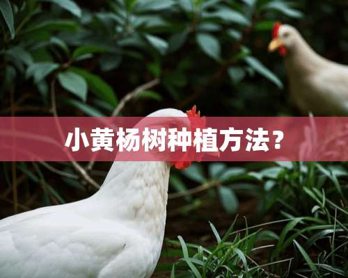 小黄杨树种植方法？