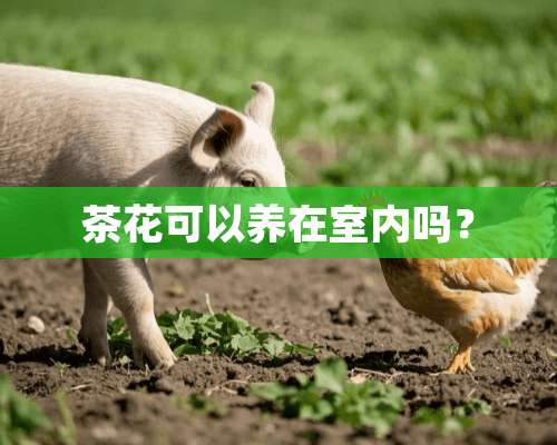 茶花可以养在室内吗？