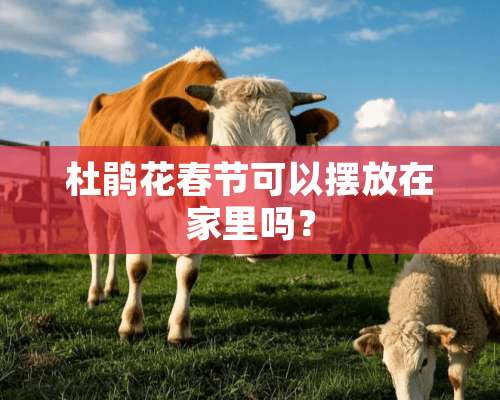 杜鹃花春节可以摆放在家里吗？