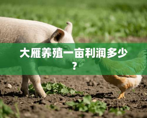 大雁养殖一亩利润多少？