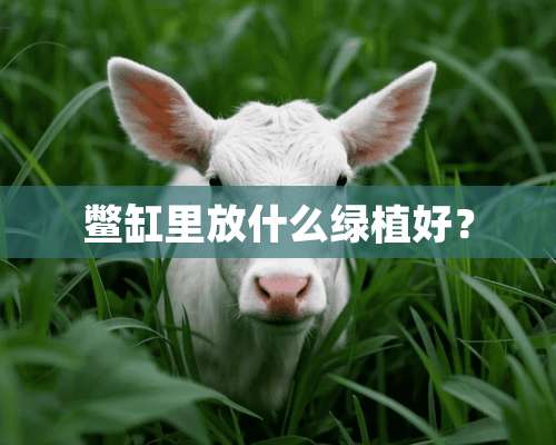 鳖缸里放什么绿植好？