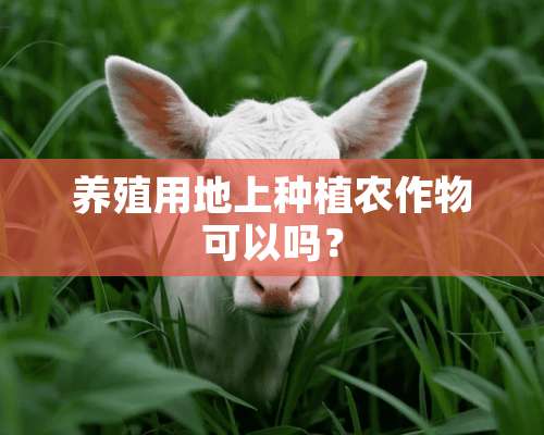 养殖用地上种植农作物可以吗？