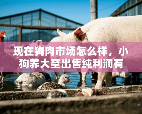 现在狗肉市场怎么样，小狗养大至出售纯利润有多少？