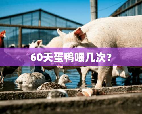 60天蛋鸭喂几次？