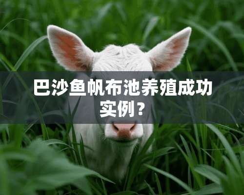 巴沙鱼帆布池养殖成功实例？