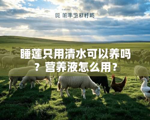 睡莲只用清水可以养吗？营养液怎么用？