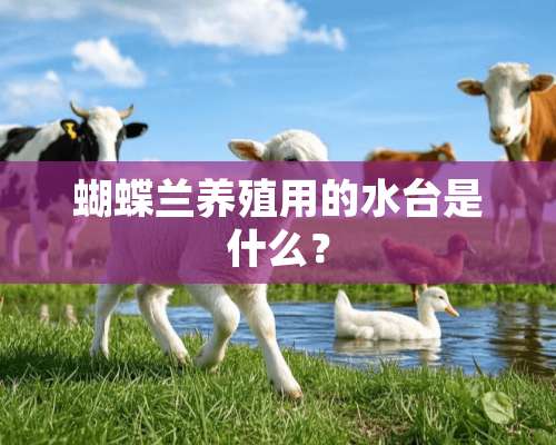 蝴蝶兰养殖用的水台是什么？