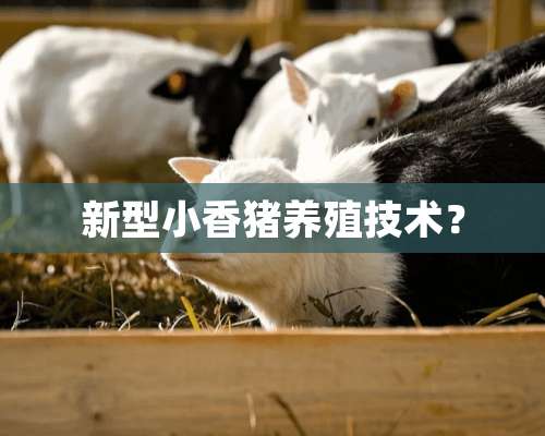 新型小香猪养殖技术？