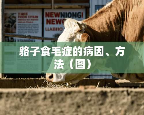 貉子食毛症的病因、方法（图）