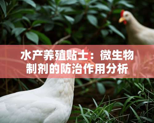 水产养殖贴士：微生物制剂的防治作用分析