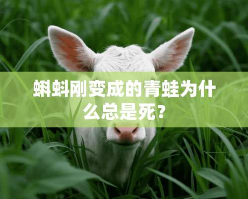 蝌蚪刚变成的青蛙为什么总是死？