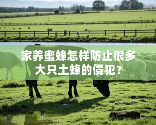 家养蜜蜂怎样防止很多大只土蜂的侵犯？