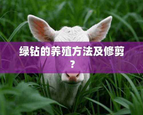 绿钻的养殖方法及修剪？