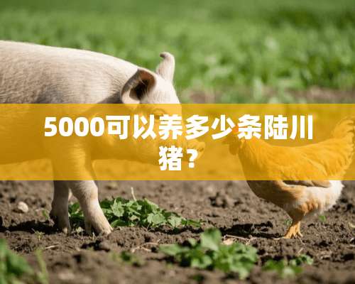 5000可以养多少条陆川猪？