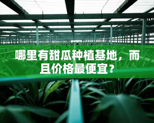 哪里有甜瓜种植基地，而且价格最便宜？