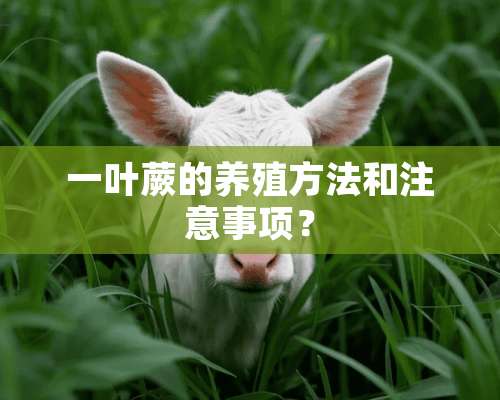 一叶蕨的养殖方法和注意事项？