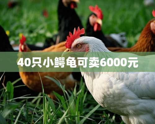 40只小鳄龟可卖6000元