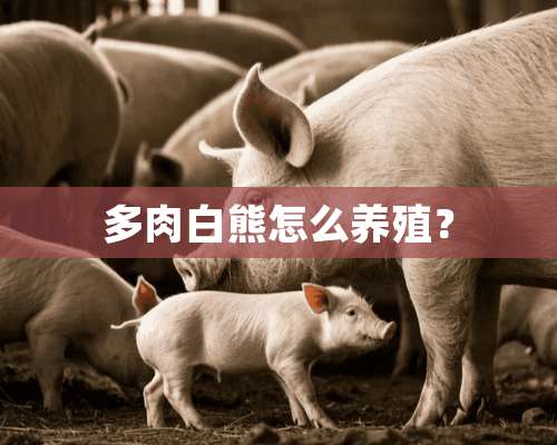 多肉白熊怎么养殖？