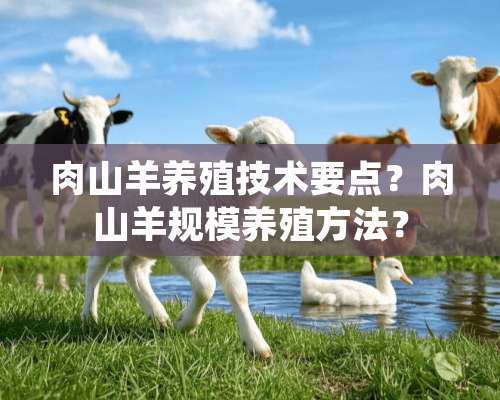 肉山羊养殖技术要点？肉山羊规模养殖方法？