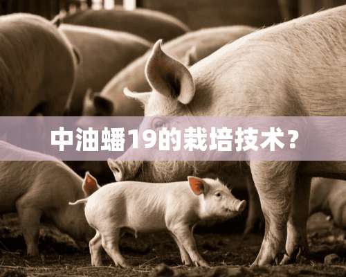 中油蟠19的栽培技术？