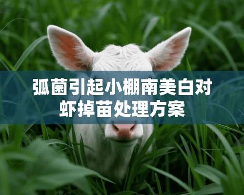 弧菌引起小棚南美白对虾掉苗处理方案