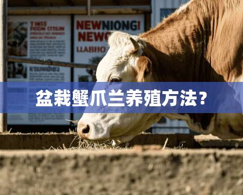 盆栽蟹爪兰养殖方法？