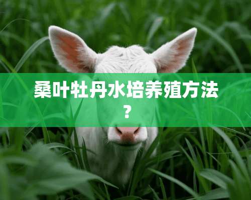 桑叶牡丹水培养殖方法？