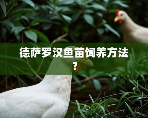 德萨罗汉鱼苗饲养方法？