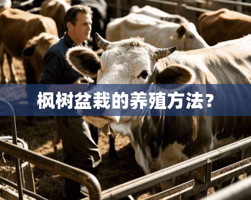 枫树盆栽的养殖方法？